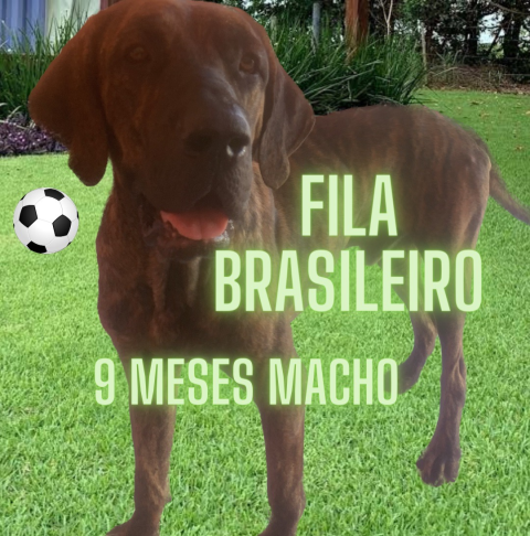 FILA BRASILEIRO MACHO